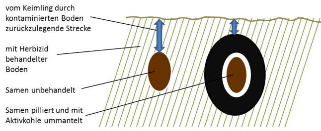 Grafische Darstellung zweier Samen im Boden – links pures Saatkorn, rechts mit Aktivkohle umschlossenes Saatkorn. 