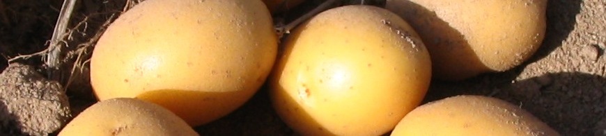 Kopfbild mehrere Kartoffeln in Nahaufnahme
