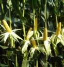 Maiskolben im Bestand