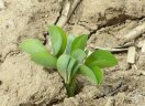 kleine Erdnusspflanze auf trockenem Boden