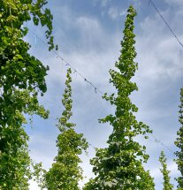 Hopfen Titelbild
