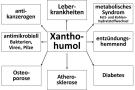 Die medizinische Wirkung von Xanthohumol
