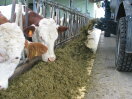 Kühe mit Kompakt-TMR