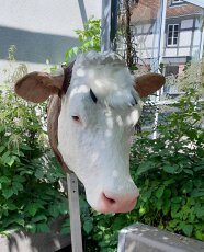Simulationskopf eines Rindes um das Nottöten zu üben.