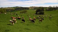 Milchkuhherde der Familie Breinbauer auf der Weide