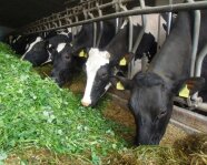 Holstein-Friesian Kühe am Futtertisch mit frischem Kleegras