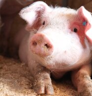 Ferkel liegt im Stall und schaut in die Kamera