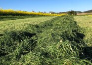 Gras zum siliern im Schwad