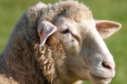 Schaf auf grüner Wiese
