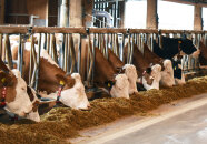 Milchkühe beim Fressen im Stall