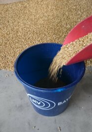 Eine Handschaufel voller Getreide wird in einen Eimer geleert.