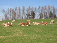 Kühe liegend auf Weide im Frühjahr