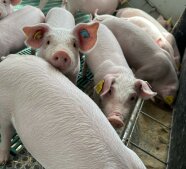 Ferkel am Futtertrog