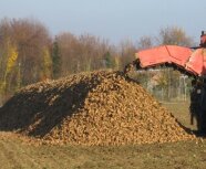 frisch geernteter Haufen an Zuckerrüben an Ackerrand