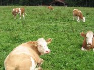 Rinder auf Weide mit Ampferbesatz