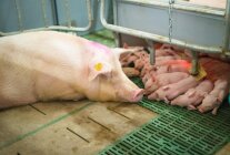 Muttersau mt Ferkeln