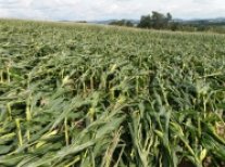 Ein Maisfeld liegt flach: Mais-Stängelbruch nach einem Sturm.