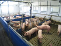 Einige Schweine in einem Stall.