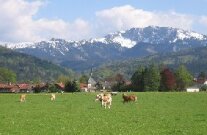 Grasende Kühe vor Bergkulisse2008
