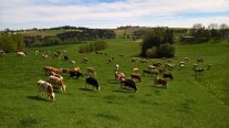 Milchkuhherde der Familie Breinbauer auf der Weide