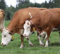 Kühe gehen auf die Weide