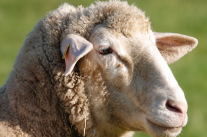 Schaf auf grüner Wiese