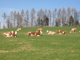 Kühe liegend auf Weide im Frühjahr