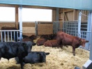 Rinder in einem Stall mit Stroh.