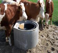 Kühe stehen an einer Beton-Tränke.