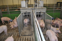 Schweine im Stall in Parzellen
