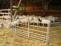 DreiSeitStall mit mehreren Schafen