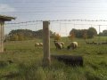 Wiese und Schafe mit Zaun