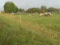 Wiese und Schafe mit Zaun