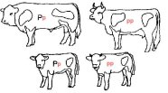 Skizze von vier Rindern