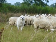 Schafherde mit einem Herdenschutzhund auf einer Wiese.