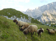 Eine Schafherde grast im Hochgebirge.