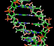 DNA-Doppelhelix  (Foto: Wikimedia Commons)
