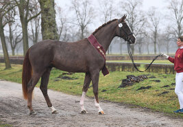 Pferd mit einer Person auf Weg