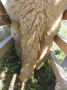 Lamm von hinten mit unkupiertem langen Schwanz ohne Verschmutzung