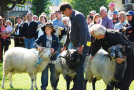 Kinder streicheln Schafe