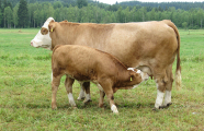 Kuh mit saugendem Kalb auf der Weide