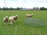 Schafe beweiden die Fläche als 2. Nutzung im Herbst. Die Aufwuchsmengen werden über Weidekörbe erfasst.
