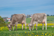 Zwei Braunviehkühe grasend auf der Weide