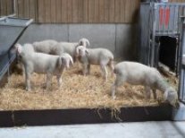 Merinolandschafe am Futterstand