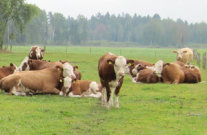 Kühe auf der Weide