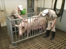 students brush a pig