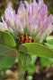 Ein Marienkäfer in Nahaufnahme sitzt zwischen Rotklee-Blatt und -Blüte. 