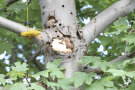 Ein Baum mit dicken Astgabeln weist kreisrunde Löcher auf. Ein klarer ALB-Befall. (Quelle: LfL)