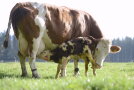 Kuh mit Kalb auf Weide