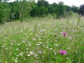 Eine blühende Wiese mit Margeriten, Flocken- und Witwenblumen.